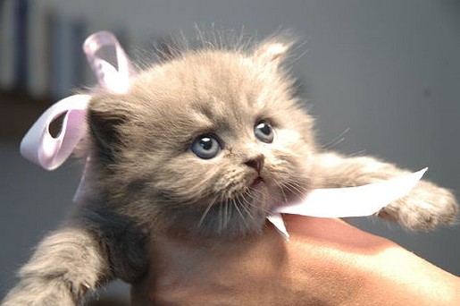 cute gray persian kitten.jpg
