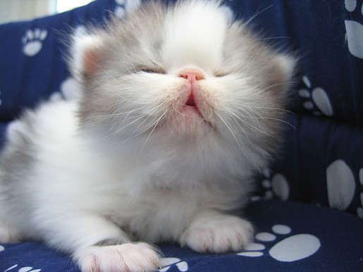 breeders persian kitten.jpg
