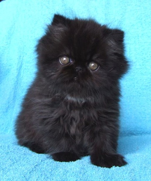 black Persian kitten..jpg
