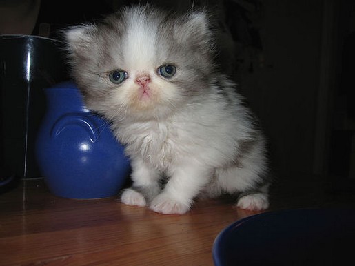 big persian kitten.jpg
