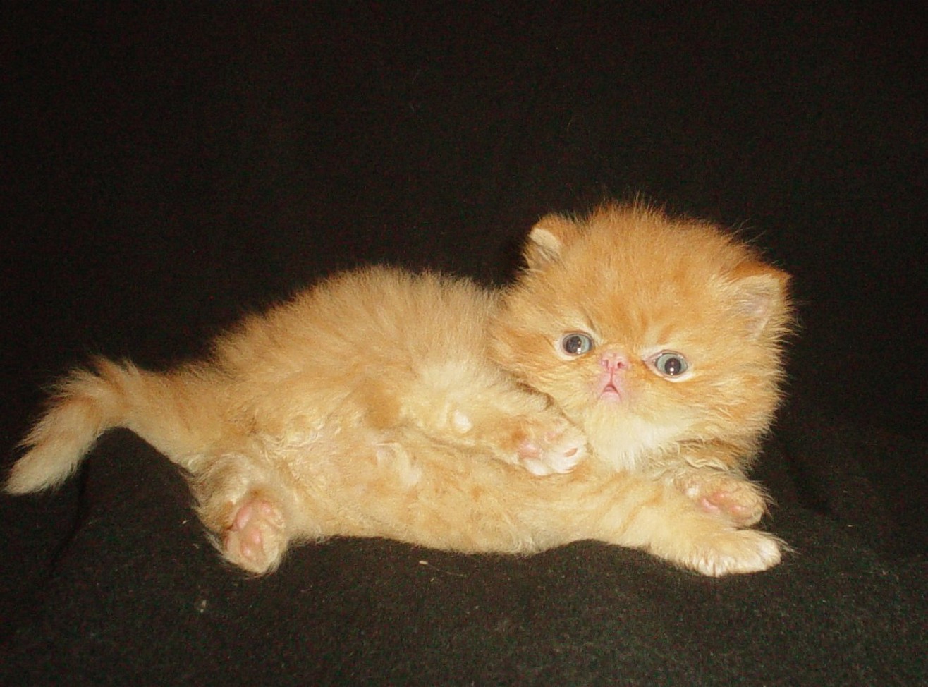 big persian kitten in yellow.jpg
