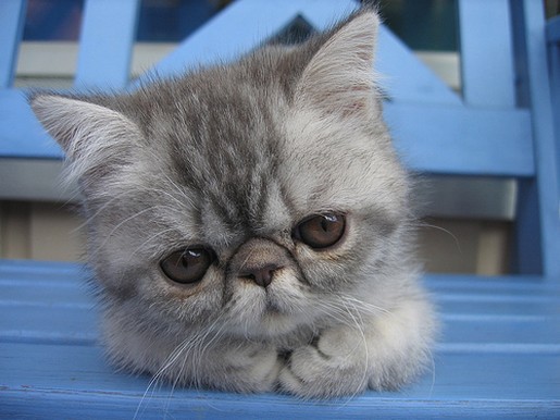 big eyes Persian kitten.jpg
