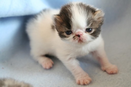 adorable young persian kitten.jpg
