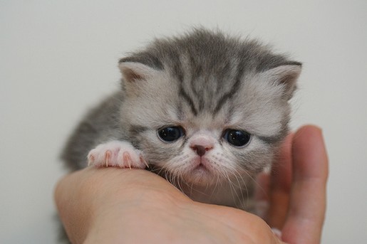 adorable persian kitten.jpg
