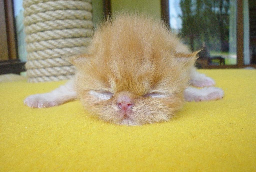 adorable Persian kitten in gold.jpg
