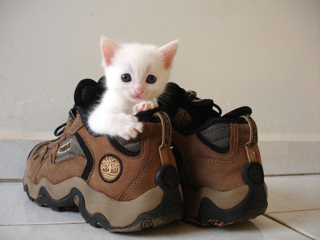 young persian kitten.jpg
