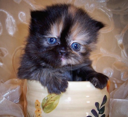 young persian kitten in tea cup.jpg

