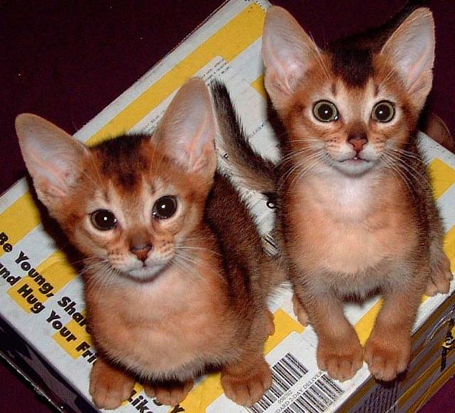 two Abyssinian kittencats
