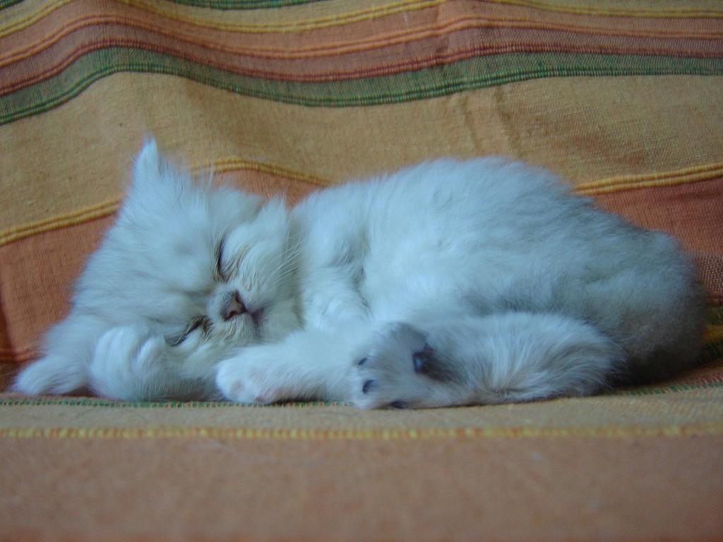 white persian kitten sleeping.jpg
