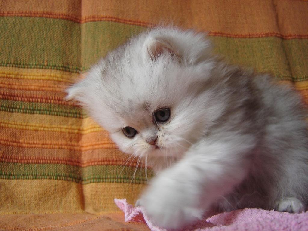 white persian kitten playing.jpg
