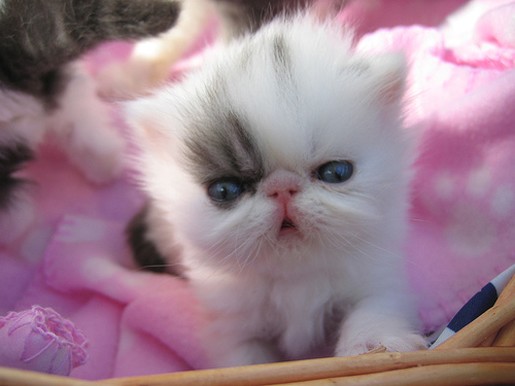 white persian kitten in backet.jpg
