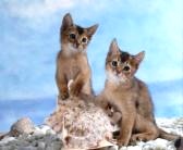 two Abyssinian kittens on beach
