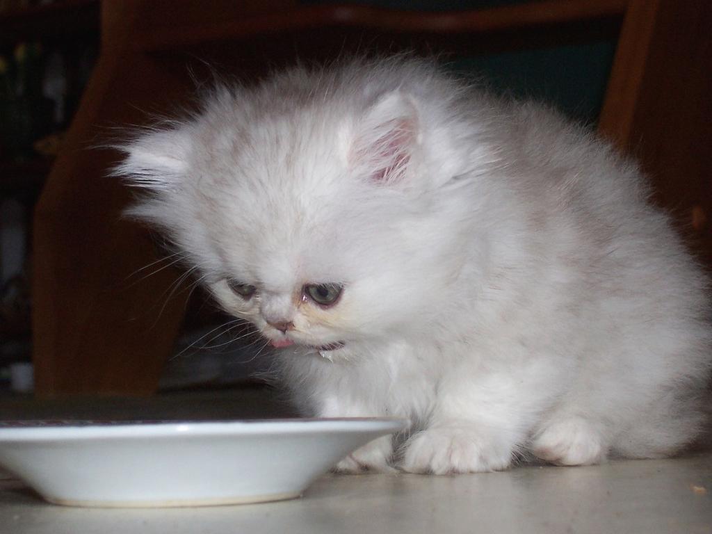white persian kitten drinking.jpg
