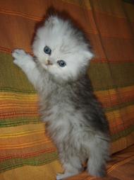 white and gray persian kitten.jpg
