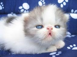 white and gray persian kitten with blue eyes.jpg
