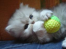 white and gray persian kitten playing.jpg
