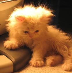 wet persian kitten.jpg
