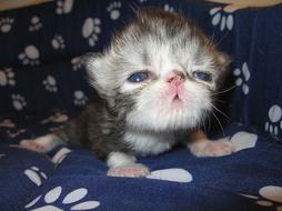 very young persian kitten with big eyes.jpg
