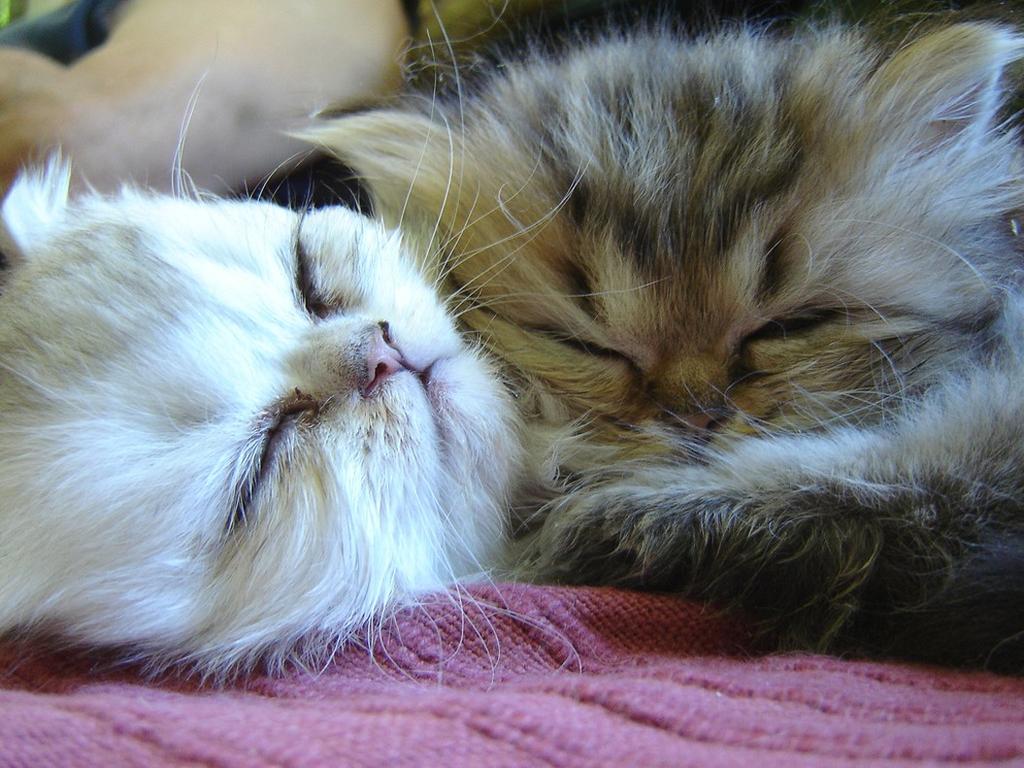 two sleepy persian kittens.jpg
