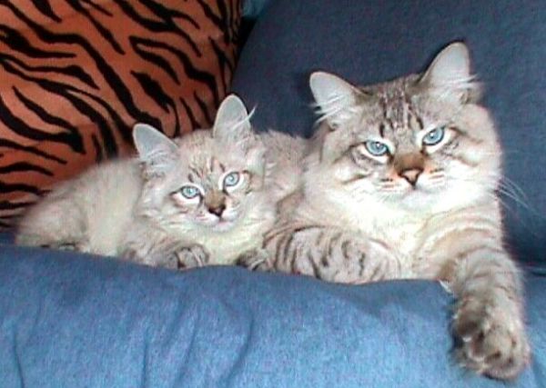 two American Bobtail cats
