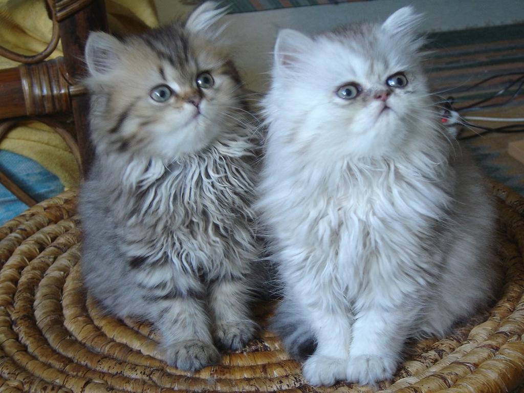 two persian kittens.jpg

