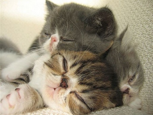 three sleepy persian kittens.jpg
