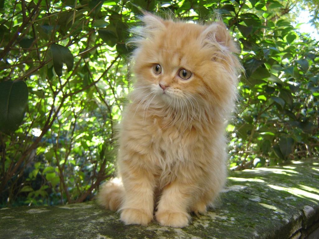 tan persian kitten.jpg
