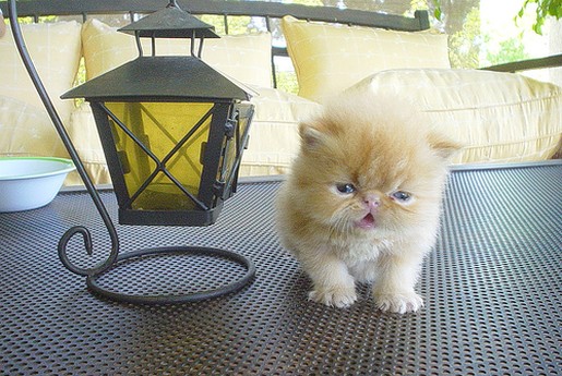 tan persian kitten in garden.jpg
