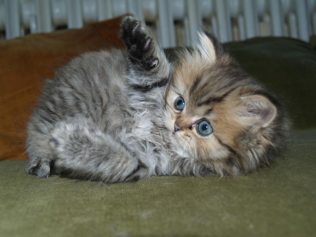 sweet persian kitten.jpg
