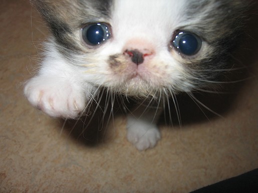 so funny looking persian kitten with big eyes.jpg
