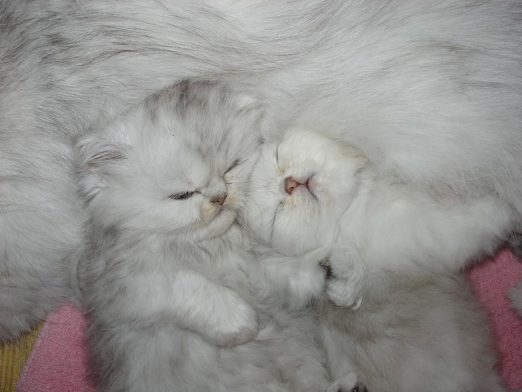 so cute persian kittens in white.jpg
