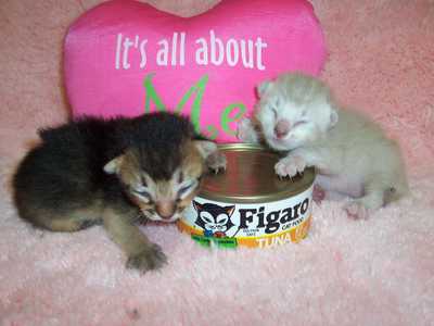 Two newborn Abyssinian kittens
