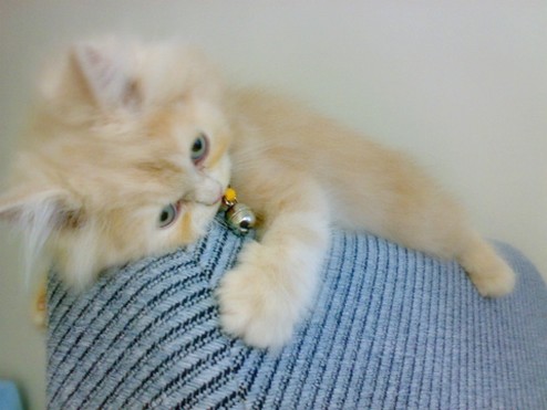 so cute persian kitten in tan.jpg
