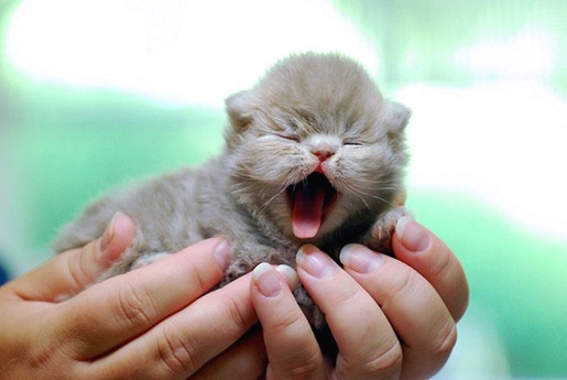 small persian kitten.jpg

