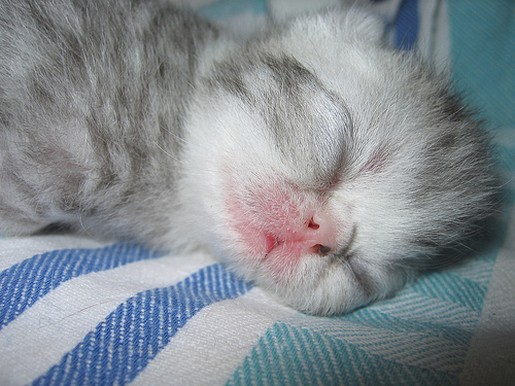 sleepy young persian kitten.jpg
