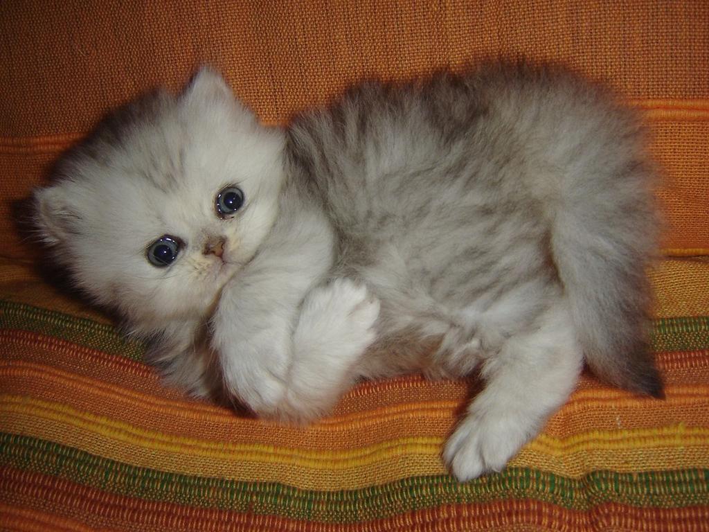 playing persian kitten.jpg
