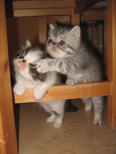 photos of tw adorable persian kittens.jpg
