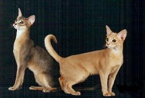 two skinny Abyssinian cats
