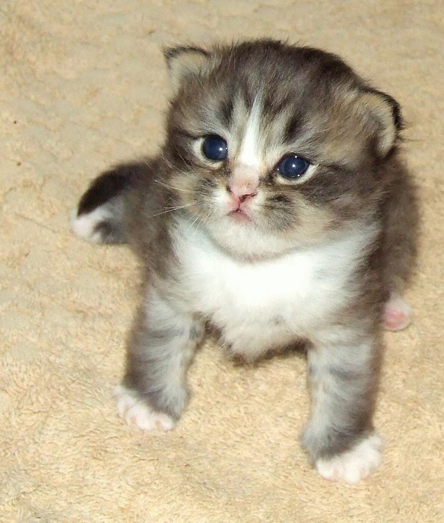 photo of persian kitten.jpg
