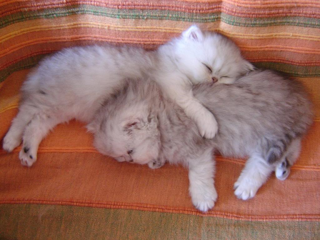 persian kittens.jpg
