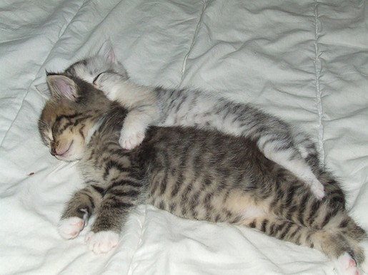 Persian kittens sleeping next to eachother.jpg
