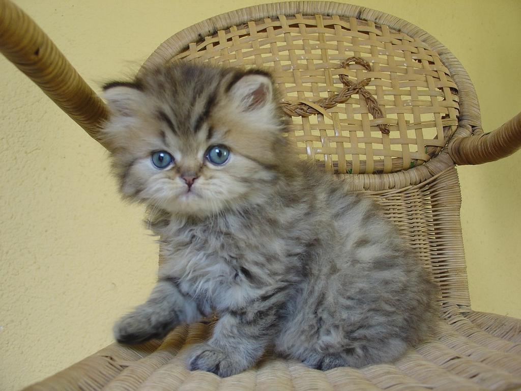 persian kitten with blue eyes.jpg
