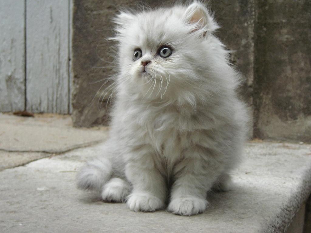 persian kitten photo.jpg
