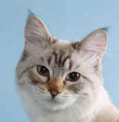white brown American Bobtail cat face
