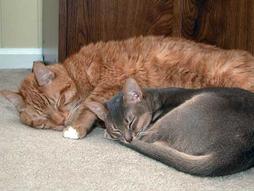 two sleepy Abyssinian cats
