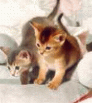 Two young Abyssinian kittens
