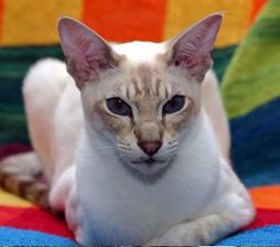 white Abyssinian cat with beige on face
