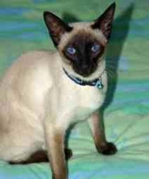 white and black Abyssinian cat

