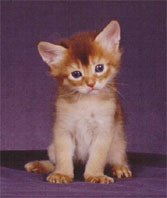 Young Abyssinian kitten in tan and white
