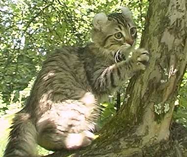 American Curl cat at the tree
